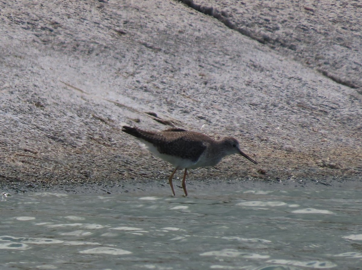 Lesser Yellowlegs - ML615190993