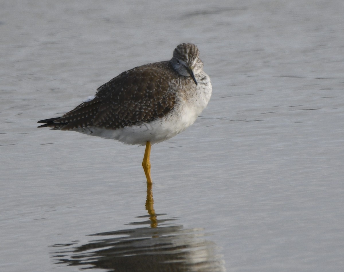 Greater Yellowlegs - ML615191040