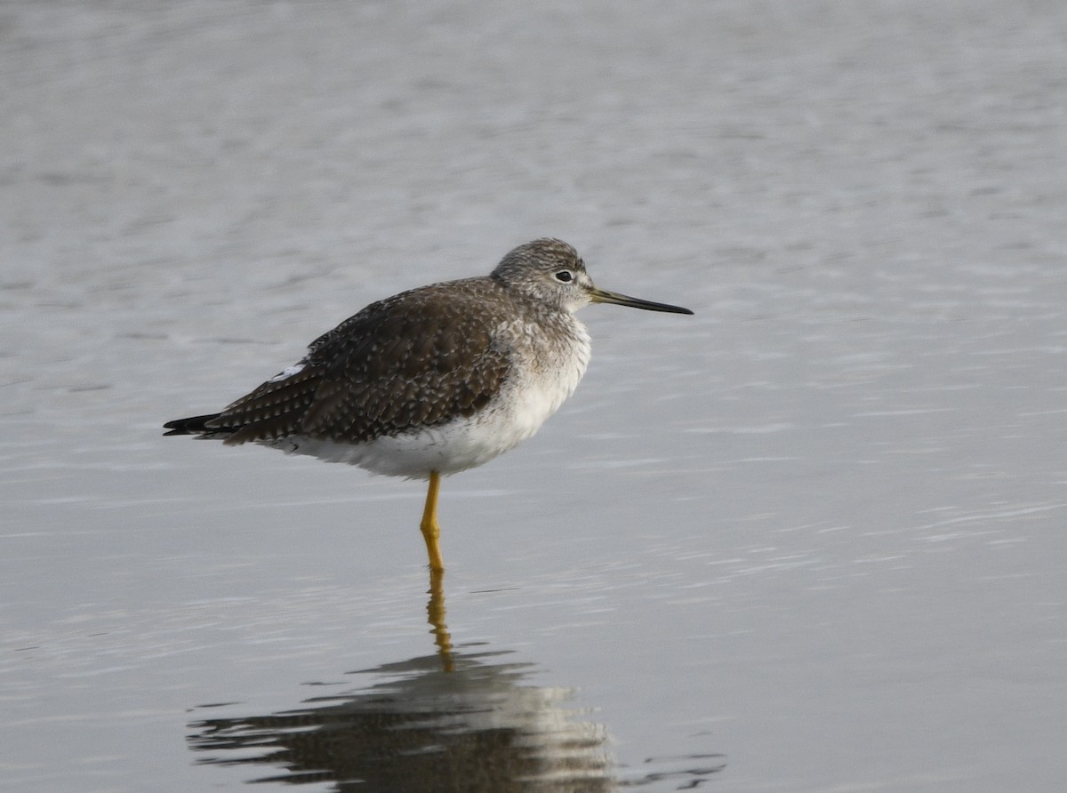 Greater Yellowlegs - ML615191041