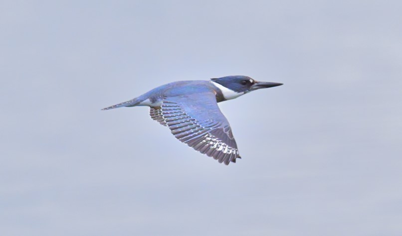 Belted Kingfisher - Dorin U