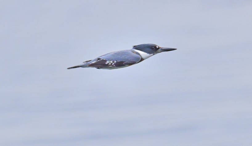 Belted Kingfisher - ML615191085