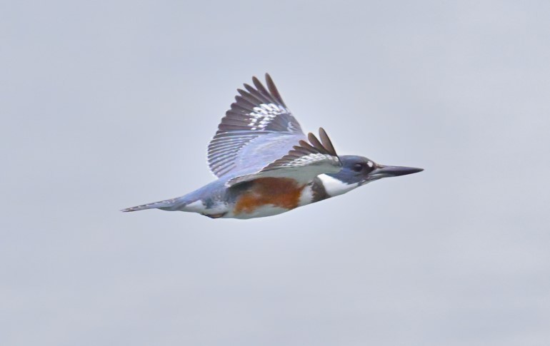 Belted Kingfisher - ML615191086