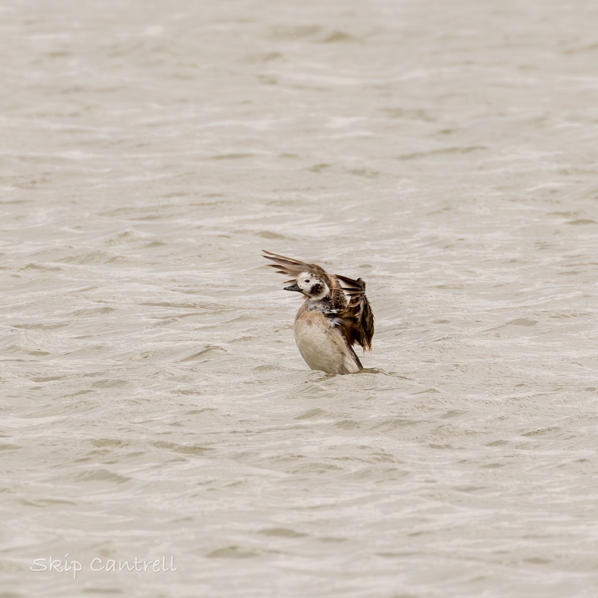 Long-tailed Duck - ML615191153