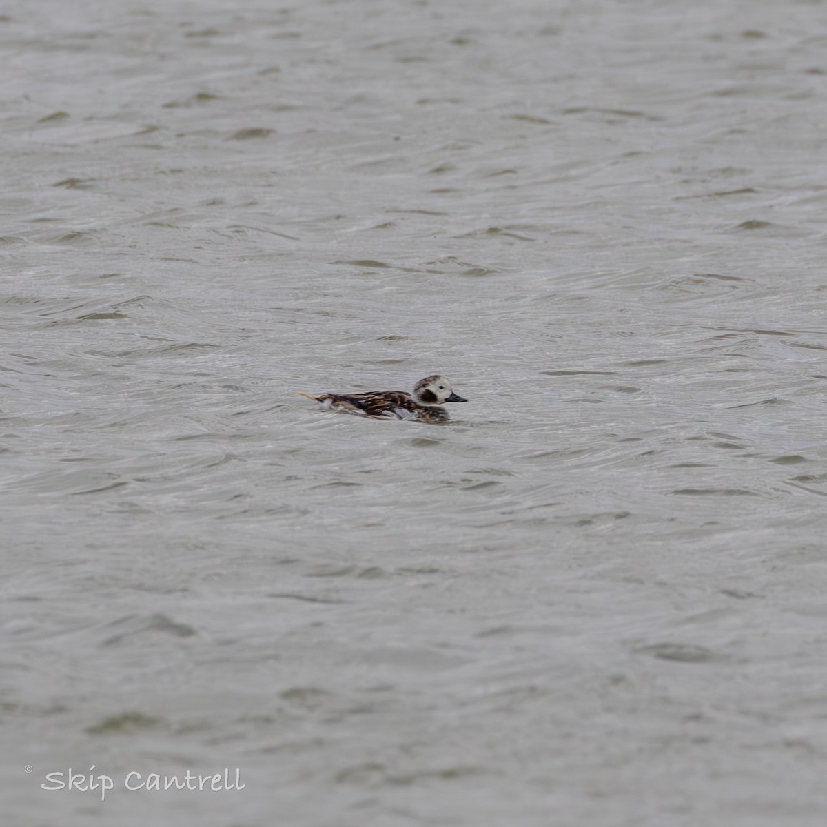 Long-tailed Duck - ML615191154