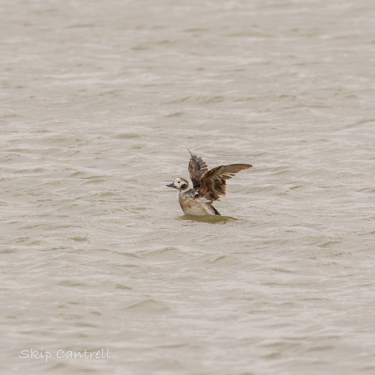 Long-tailed Duck - ML615191155