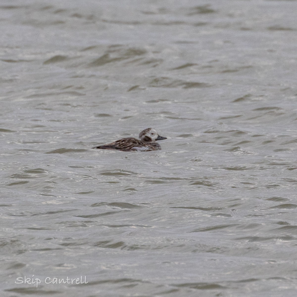 Long-tailed Duck - ML615191156