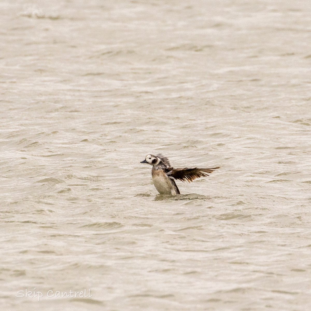 Long-tailed Duck - ML615191157