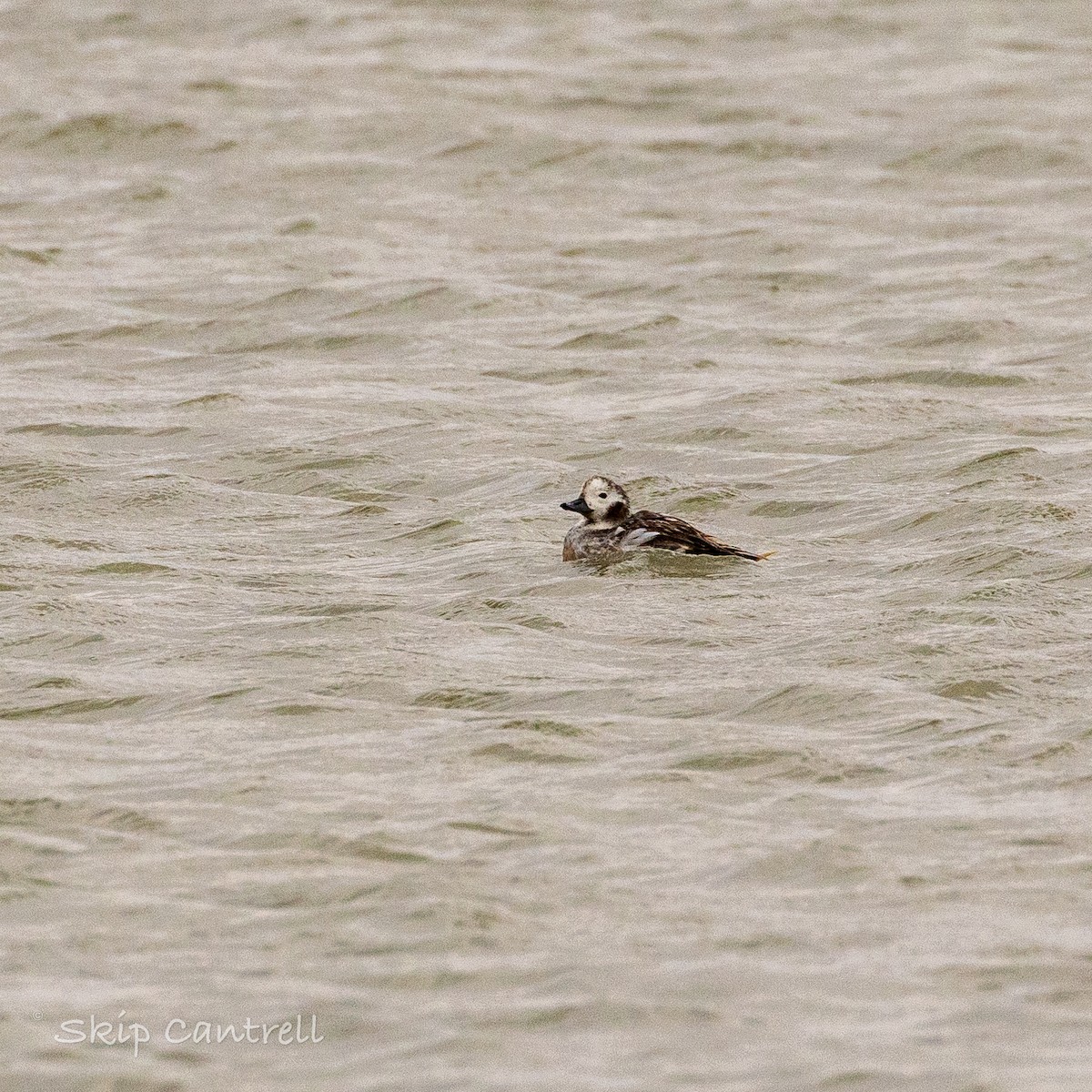 Long-tailed Duck - ML615191158