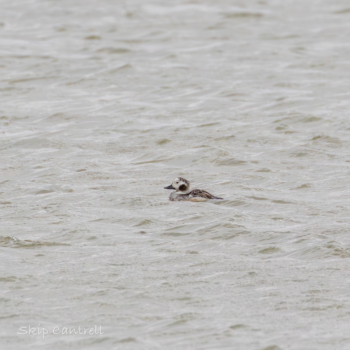 Long-tailed Duck - ML615191160