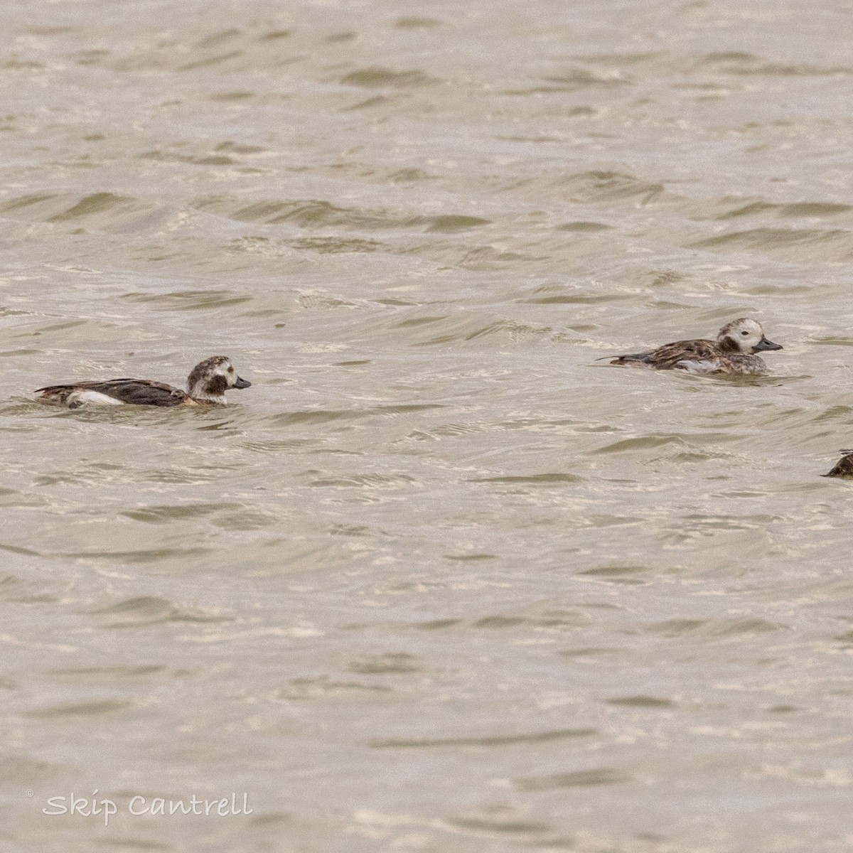 Long-tailed Duck - ML615191161