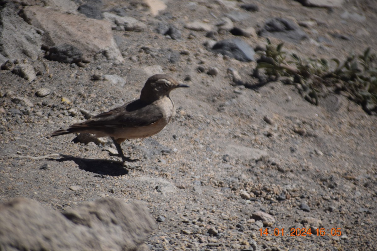 Rufous-banded Miner - ML615191279