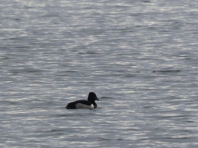 Ring-necked Duck - ML615191323