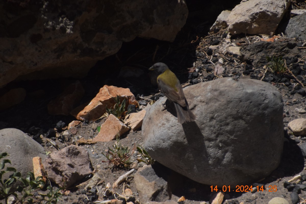 Gray-hooded Sierra Finch - ML615191331