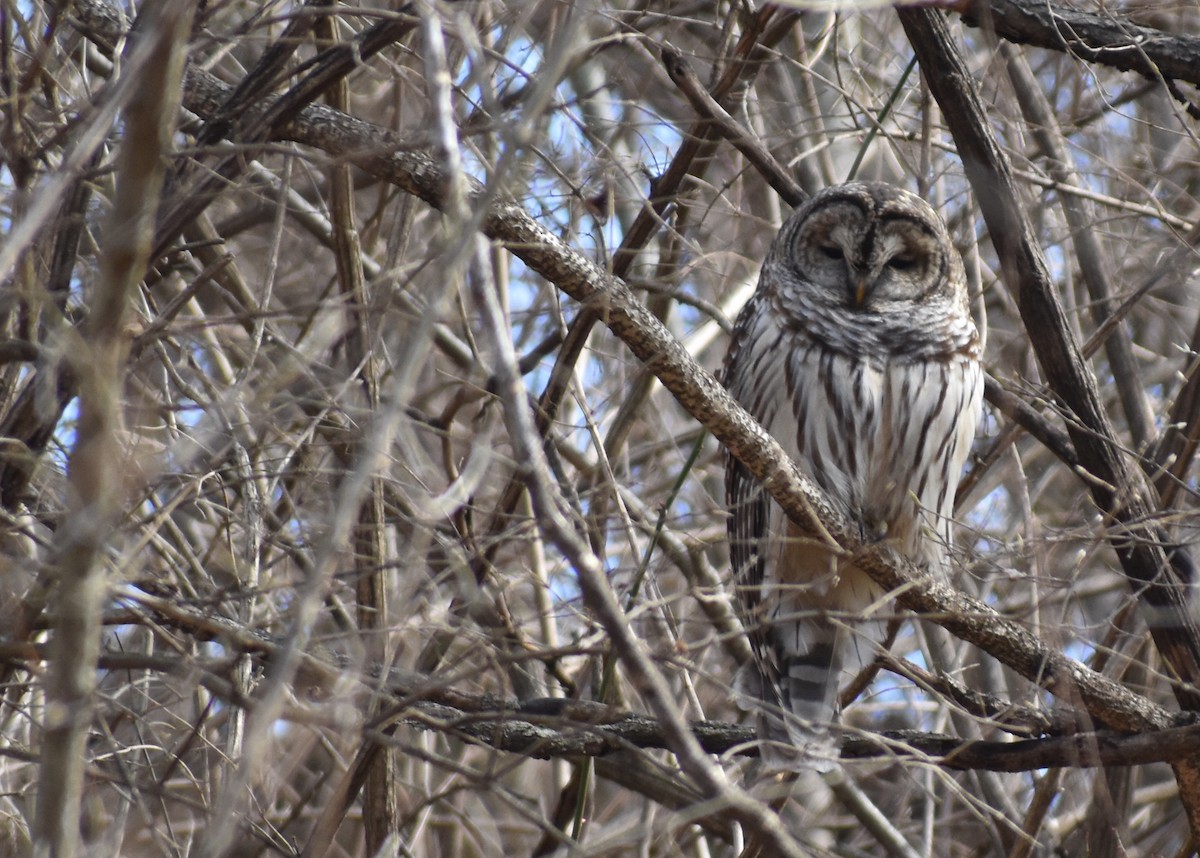 Barred Owl - ML615191447