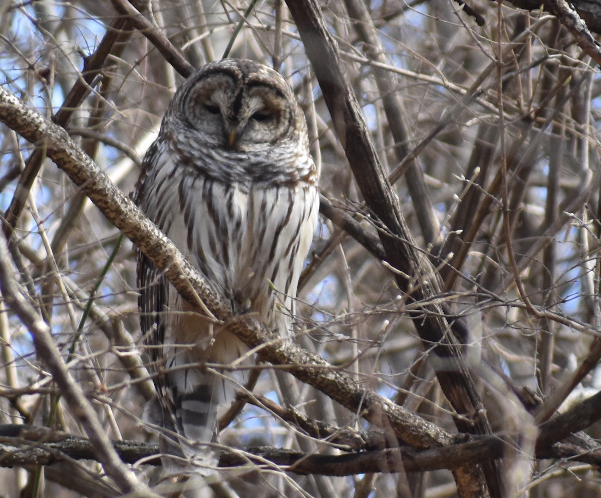 Barred Owl - ML615191452