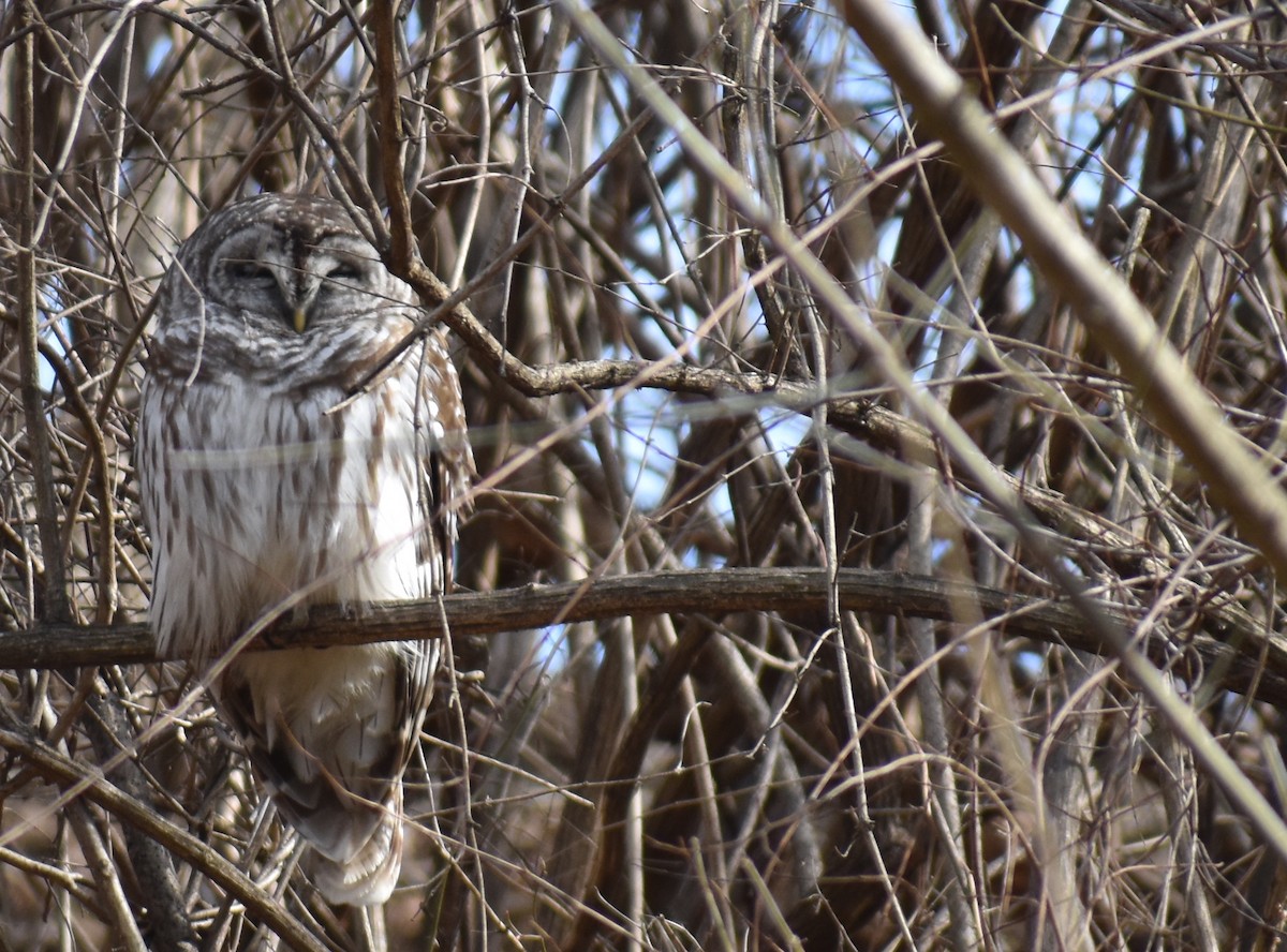 Barred Owl - ML615191454