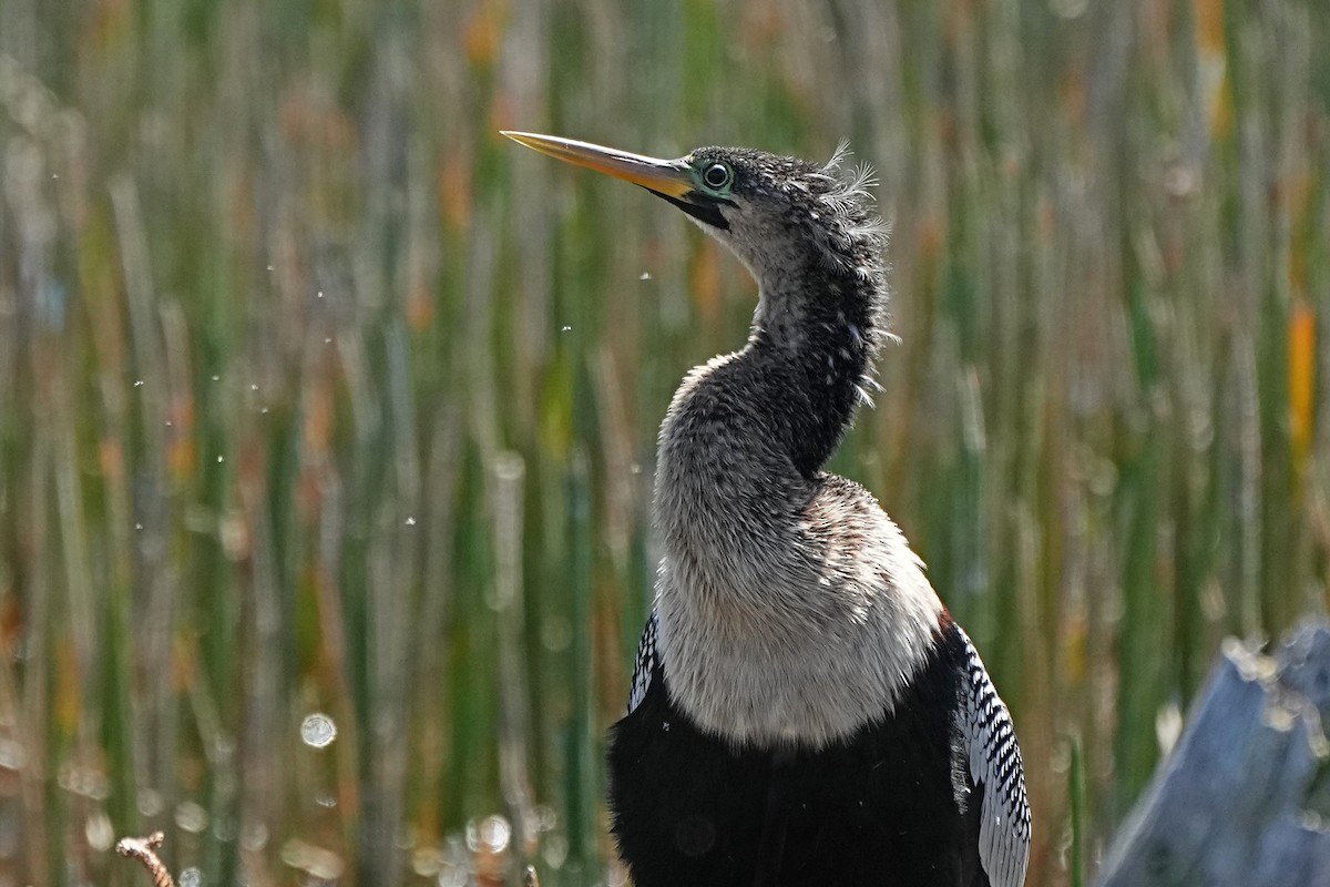 Anhinga - Nancy Elliot