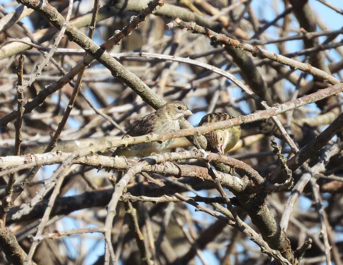 Grassland Yellow-Finch - ML615191481