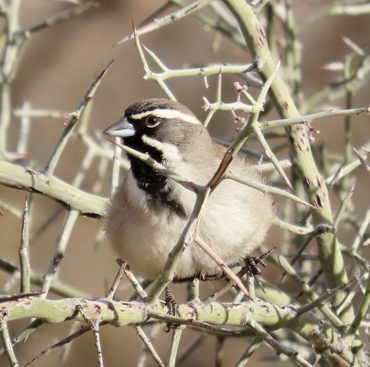 Black-throated Sparrow - ML615191510