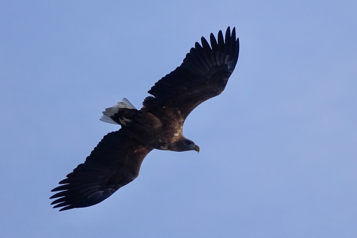 White-tailed Eagle - Gabriela Contreras Buvinić