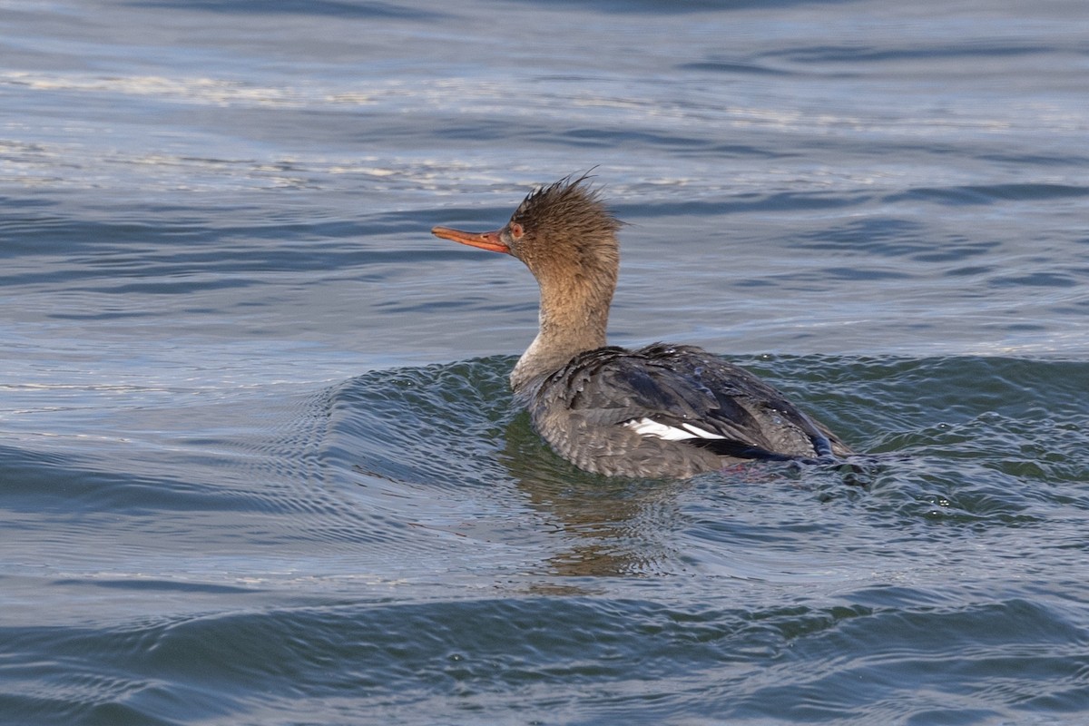 Red-breasted Merganser - ML615191565