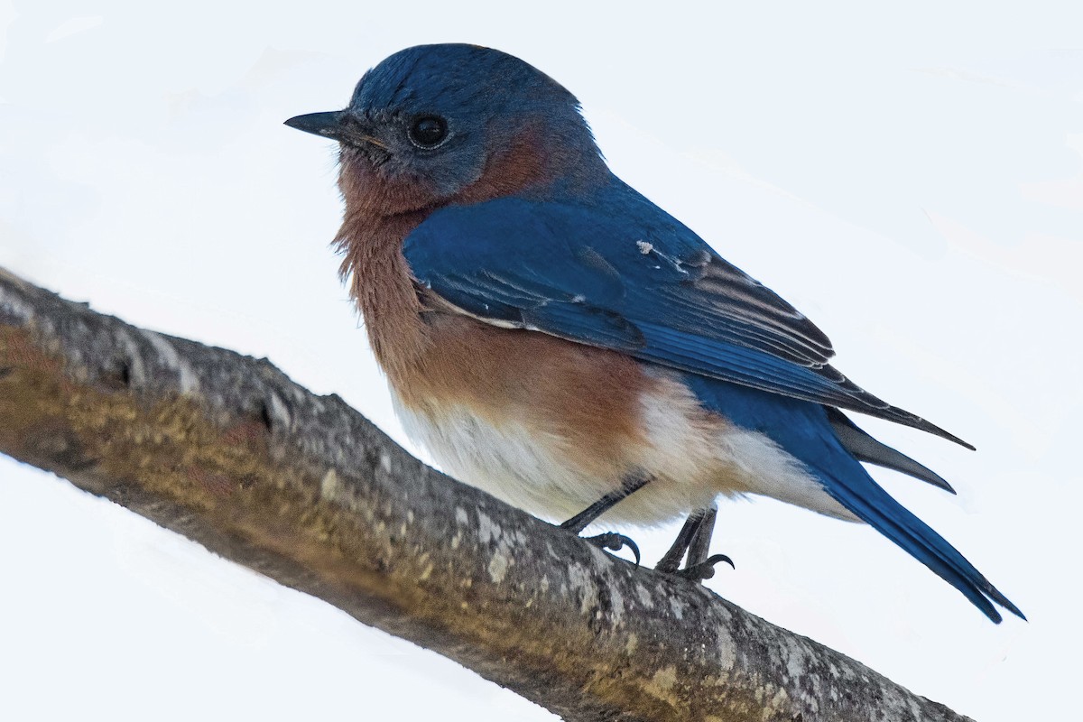 Eastern Bluebird - Dale Bargmann