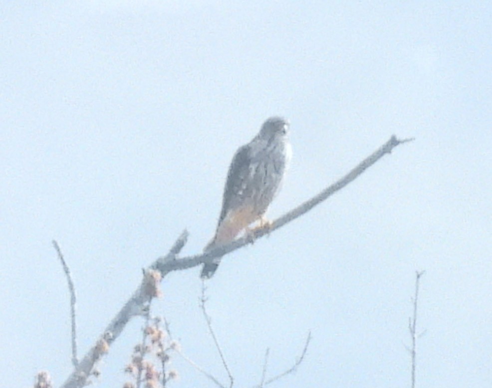 Merlin - ML615191622