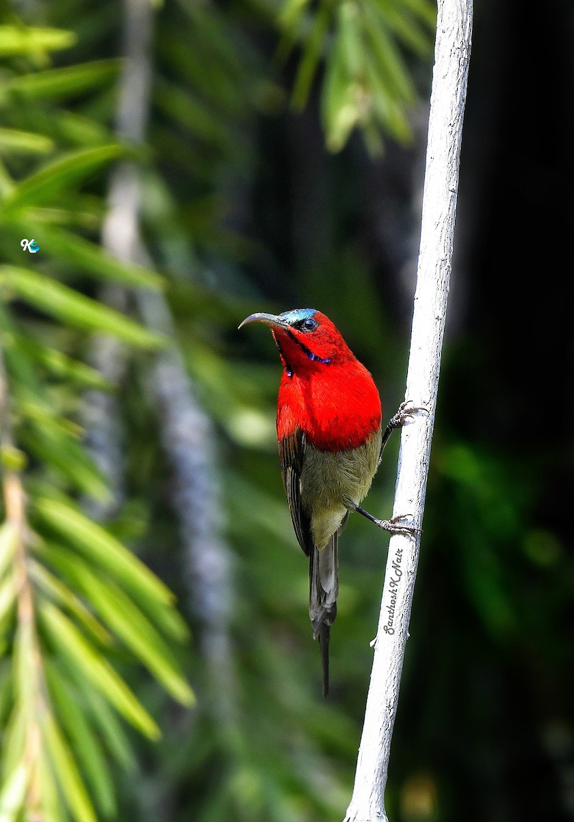 Crimson Sunbird - ML615191701