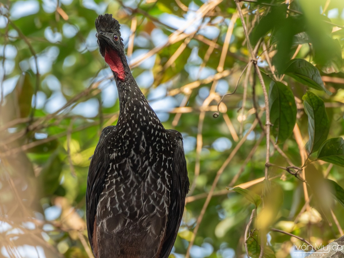 Crested Guan - Ivan Mujica