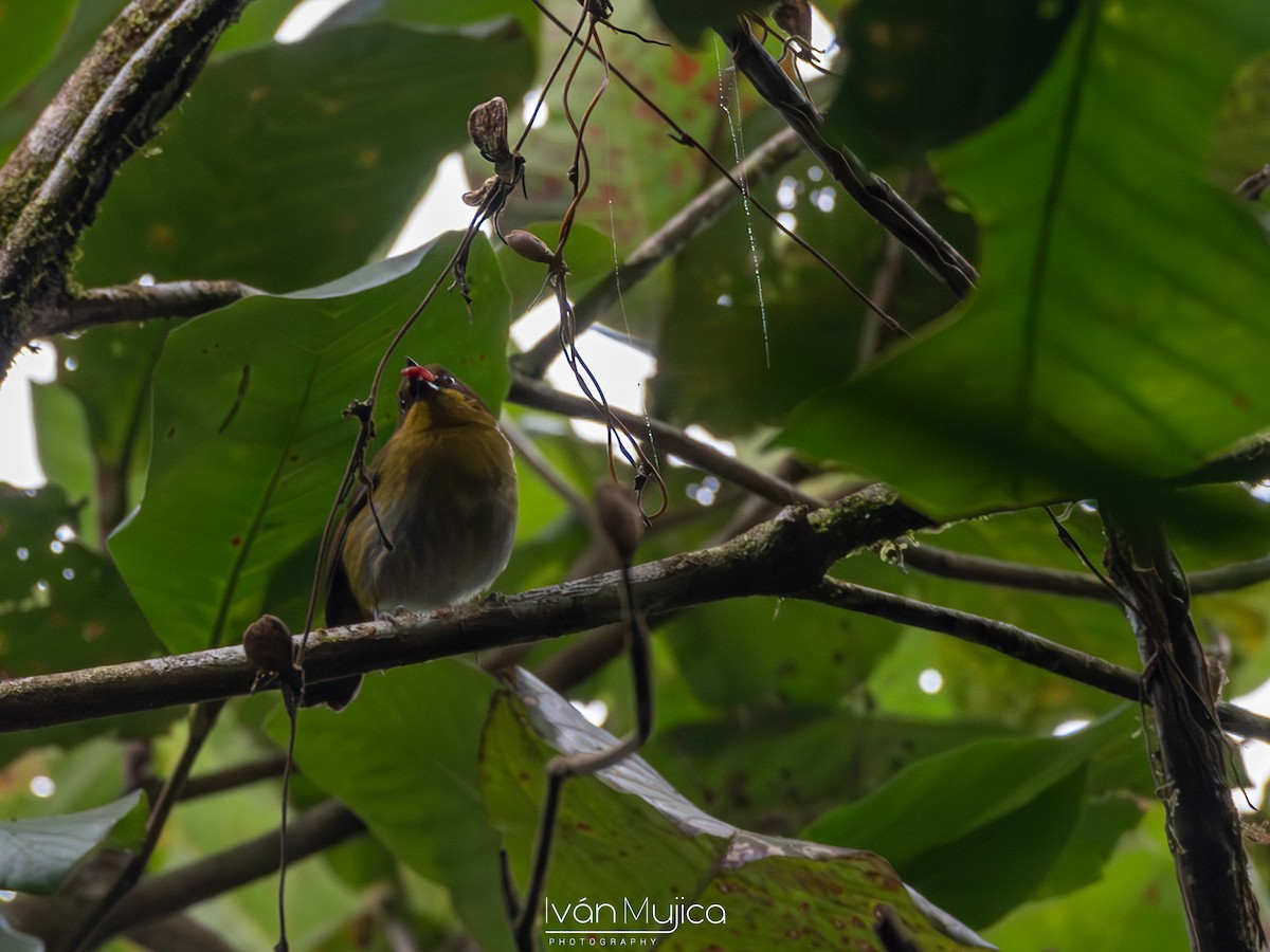 Tacarcuna Chlorospingus - ML615191730