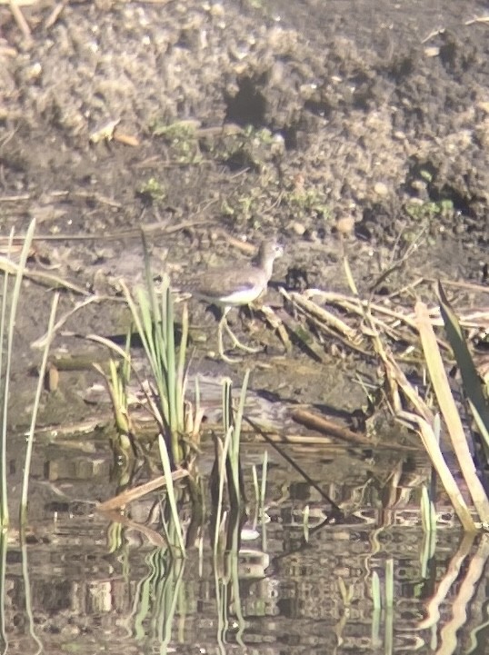 Solitary Sandpiper - ML615191765