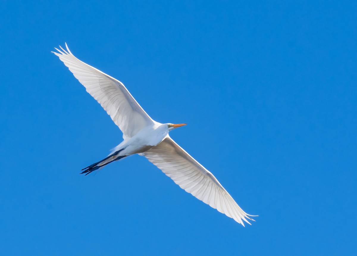 Great Egret - Jim Merritt