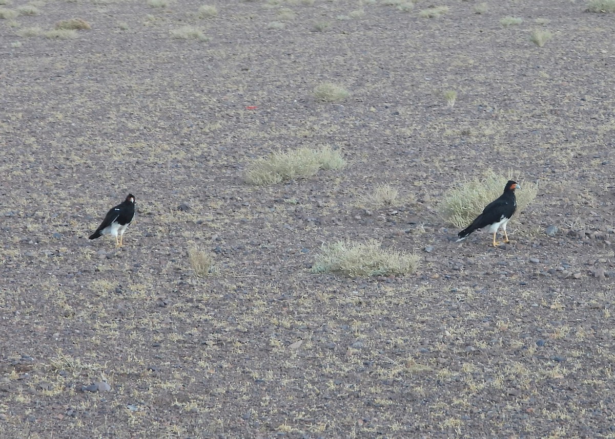 Mountain Caracara - ML615191782