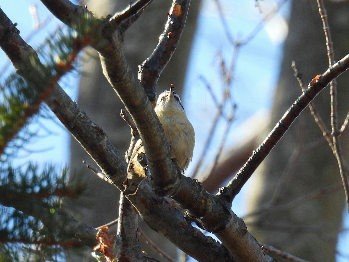 Red-breasted Nuthatch - ML615191785