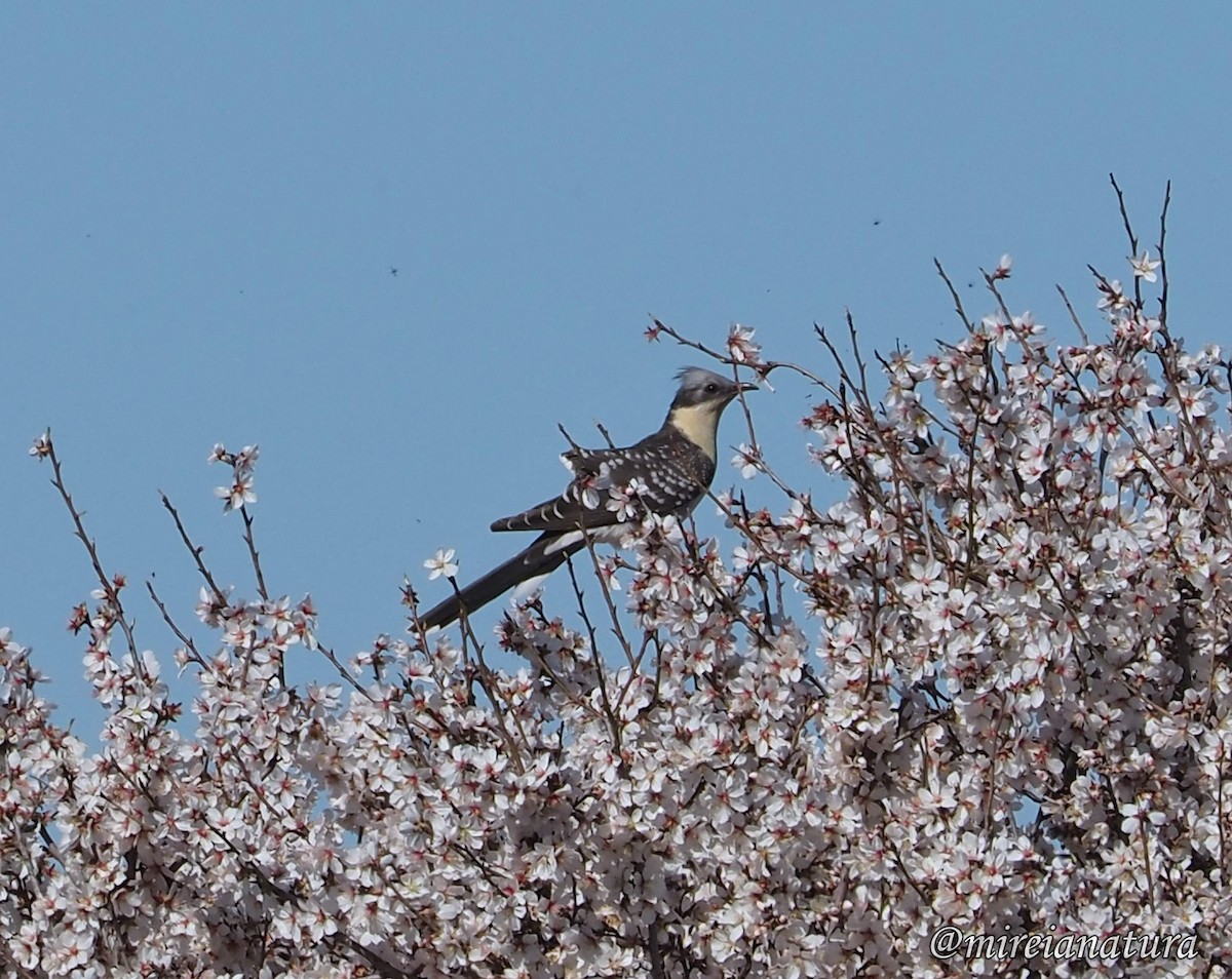 Great Spotted Cuckoo - ML615191819