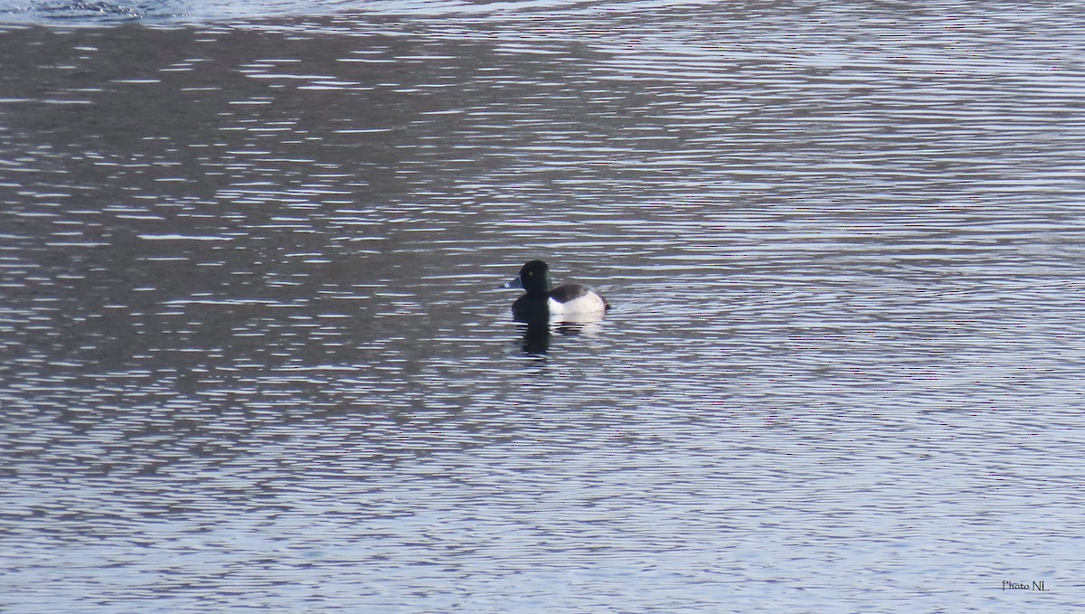 Ring-necked Duck - ML615191825