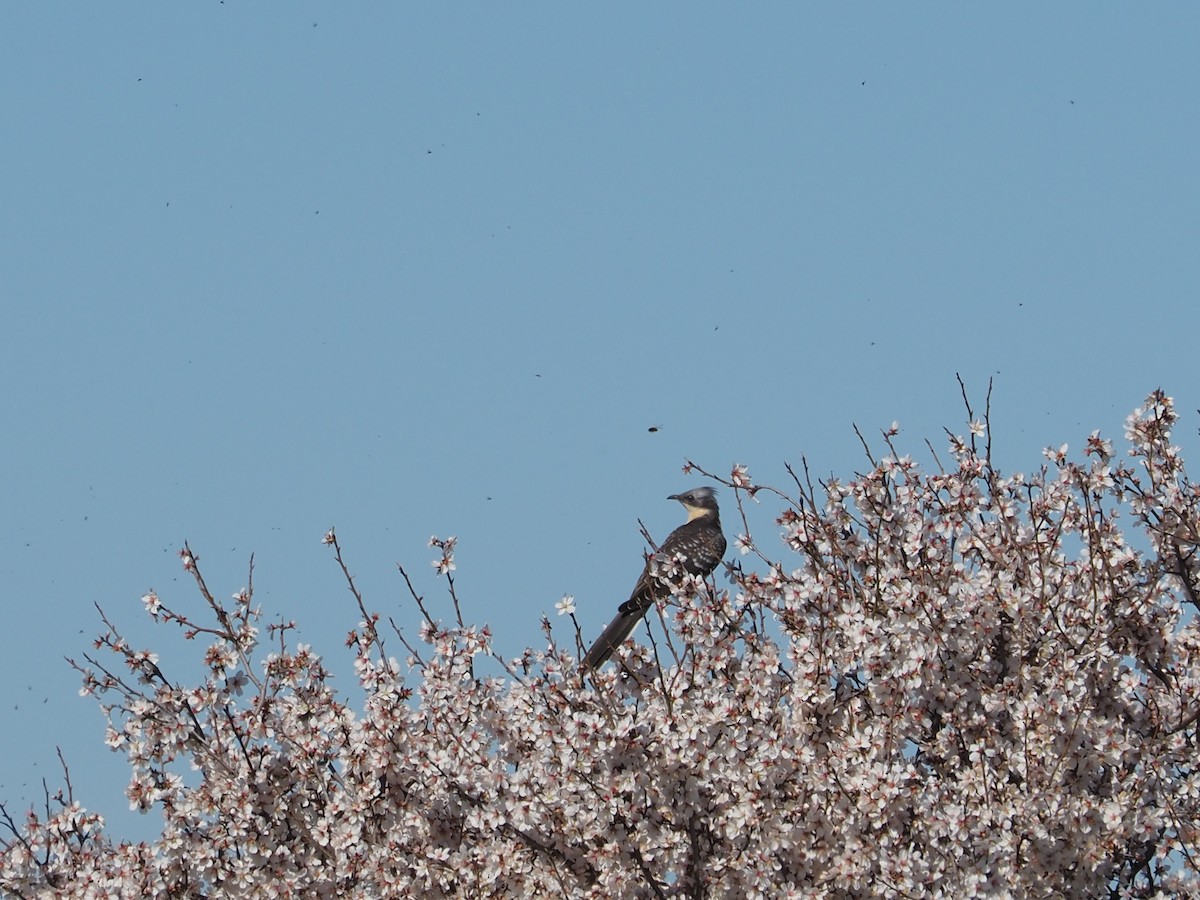 Great Spotted Cuckoo - ML615191836