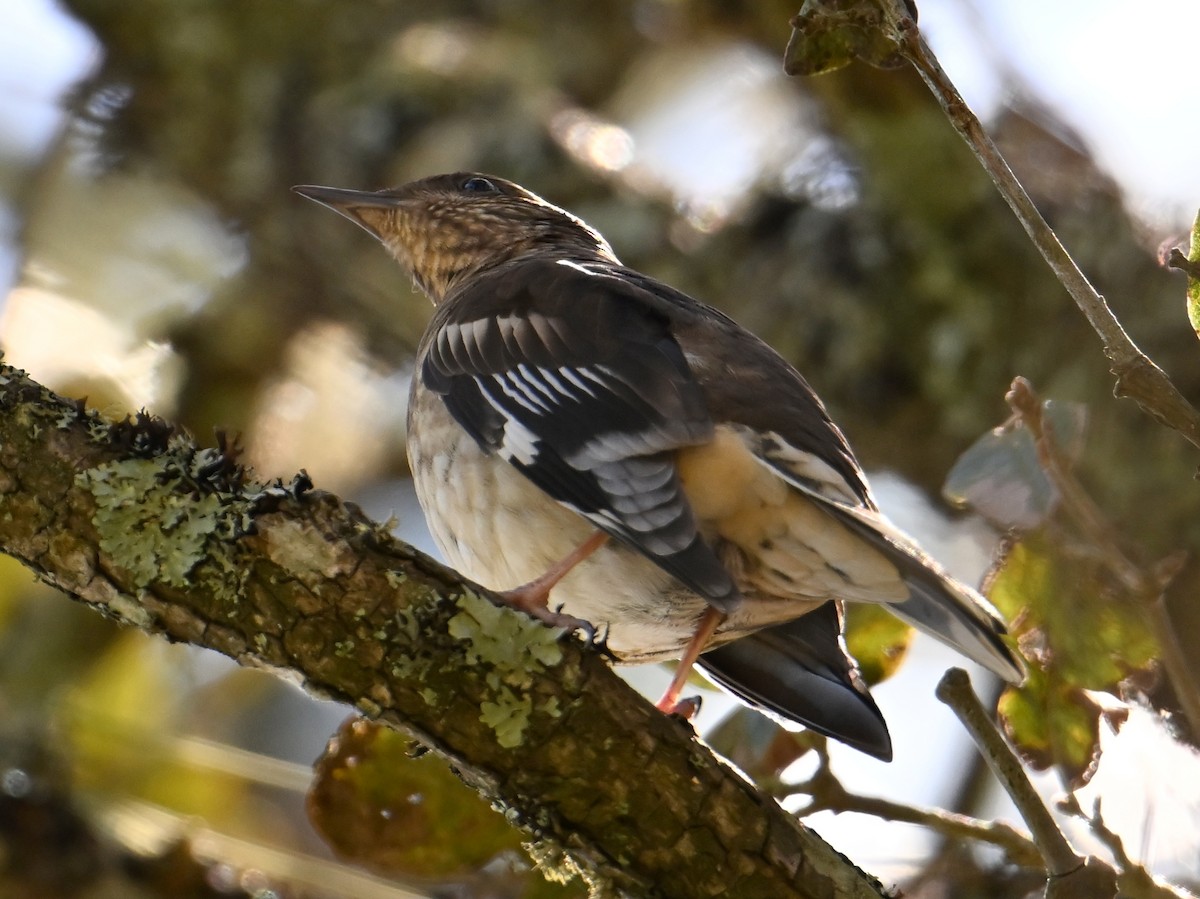 Aztec Thrush - ML615191840