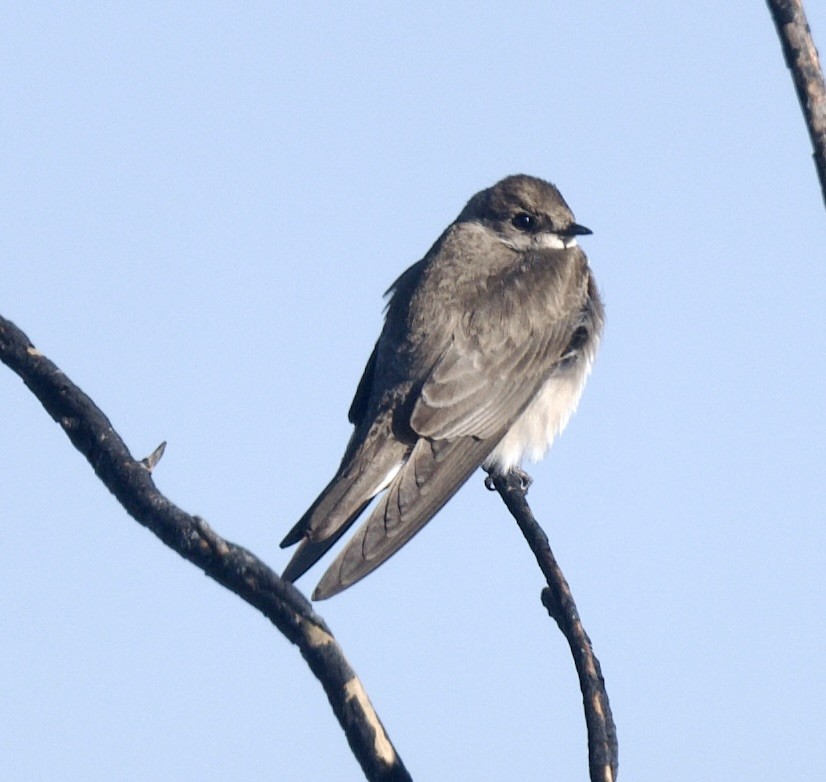 Northern Rough-winged Swallow - ML615191841