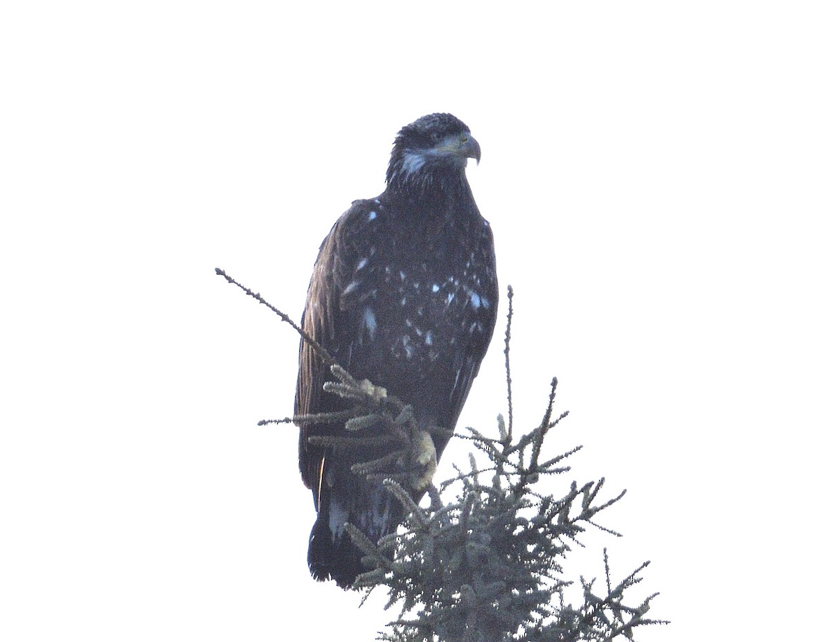 Bald Eagle - ML615191848