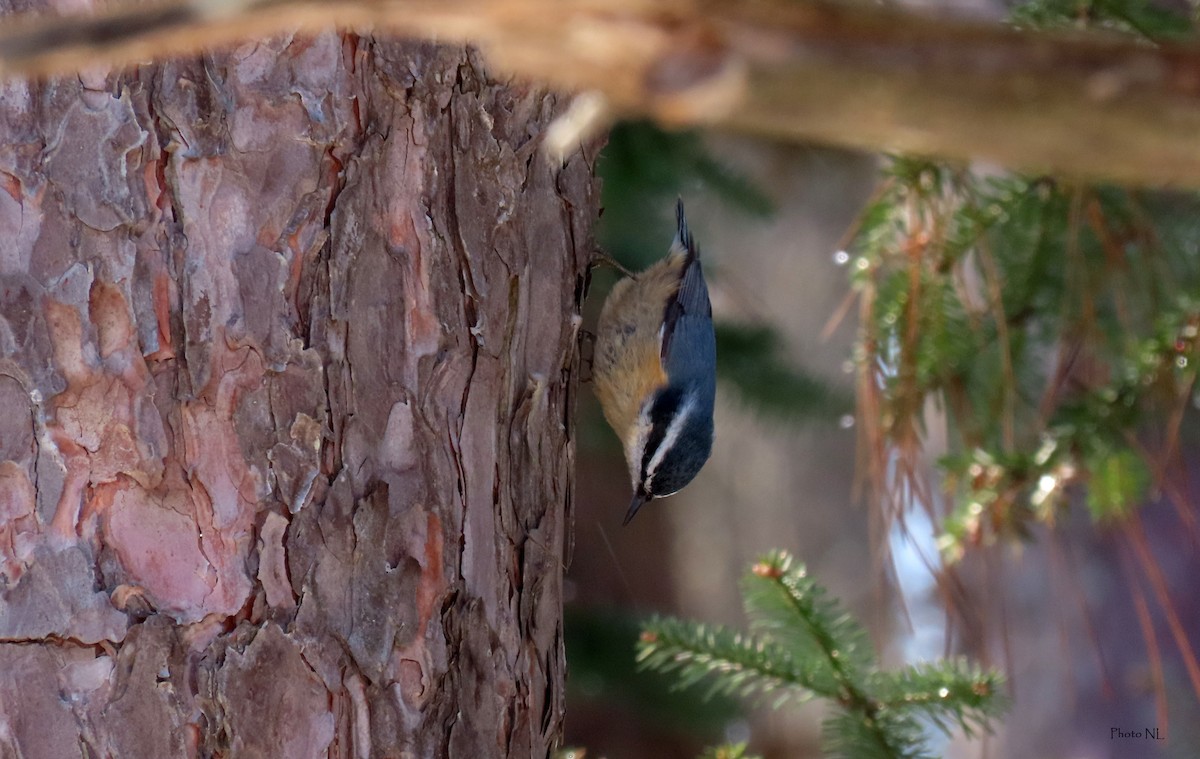Red-breasted Nuthatch - ML615191849