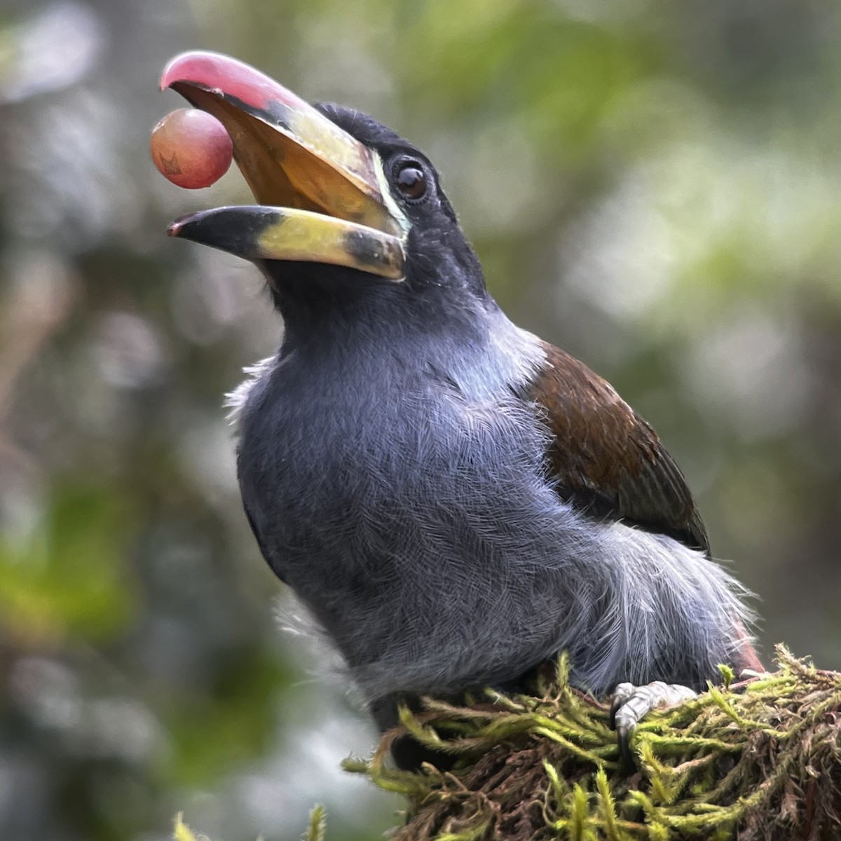 Gray-breasted Mountain-Toucan - ML615191852