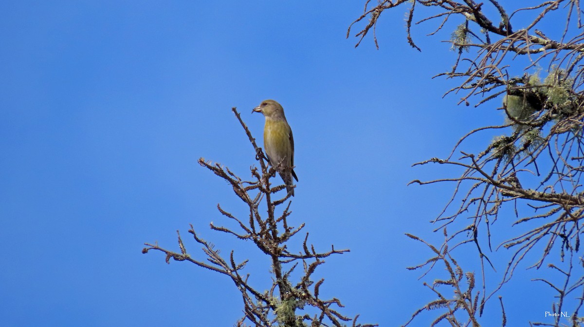 Red Crossbill - ML615191866