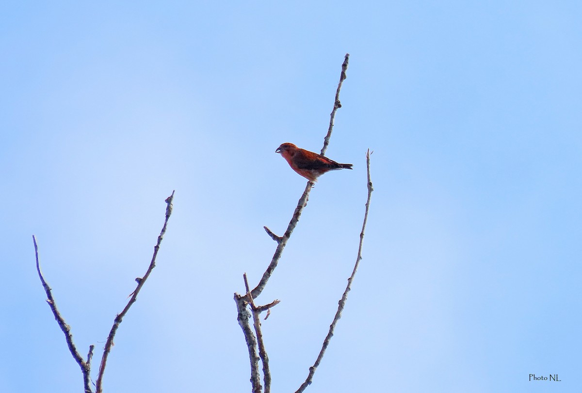 Red Crossbill - ML615191875