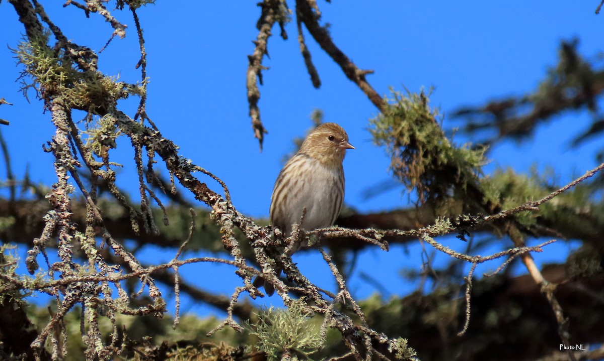 Pine Siskin - ML615191885