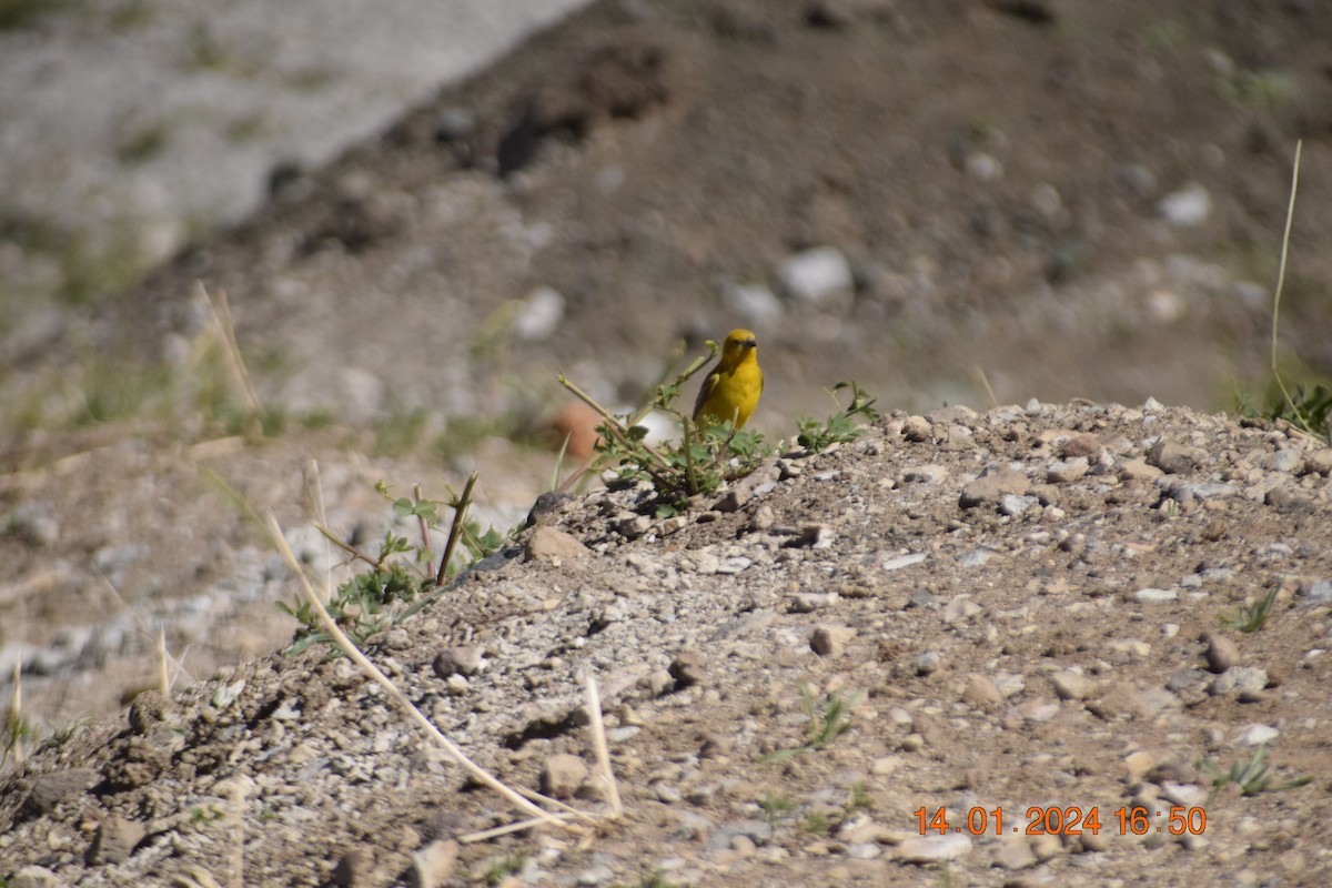 Greater Yellow-Finch - Reynaldo Valdivia Reyes