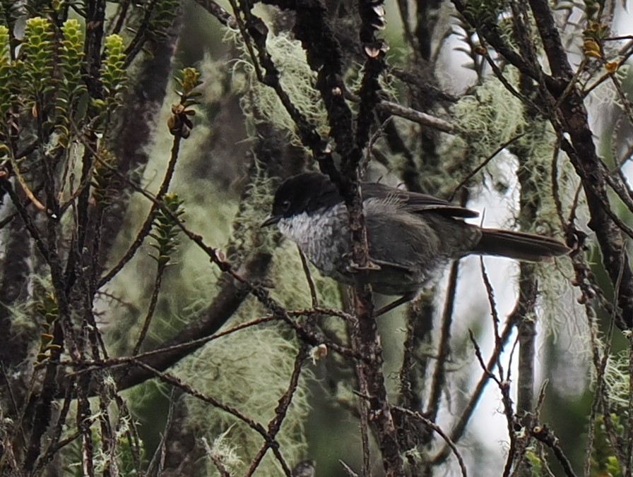 Black-backed Bush Tanager - Ben Jesup