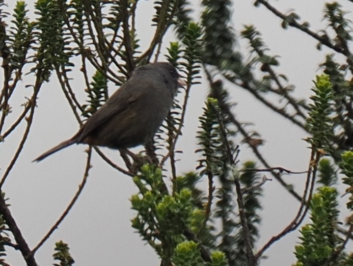 Paramo Seedeater - Ben Jesup