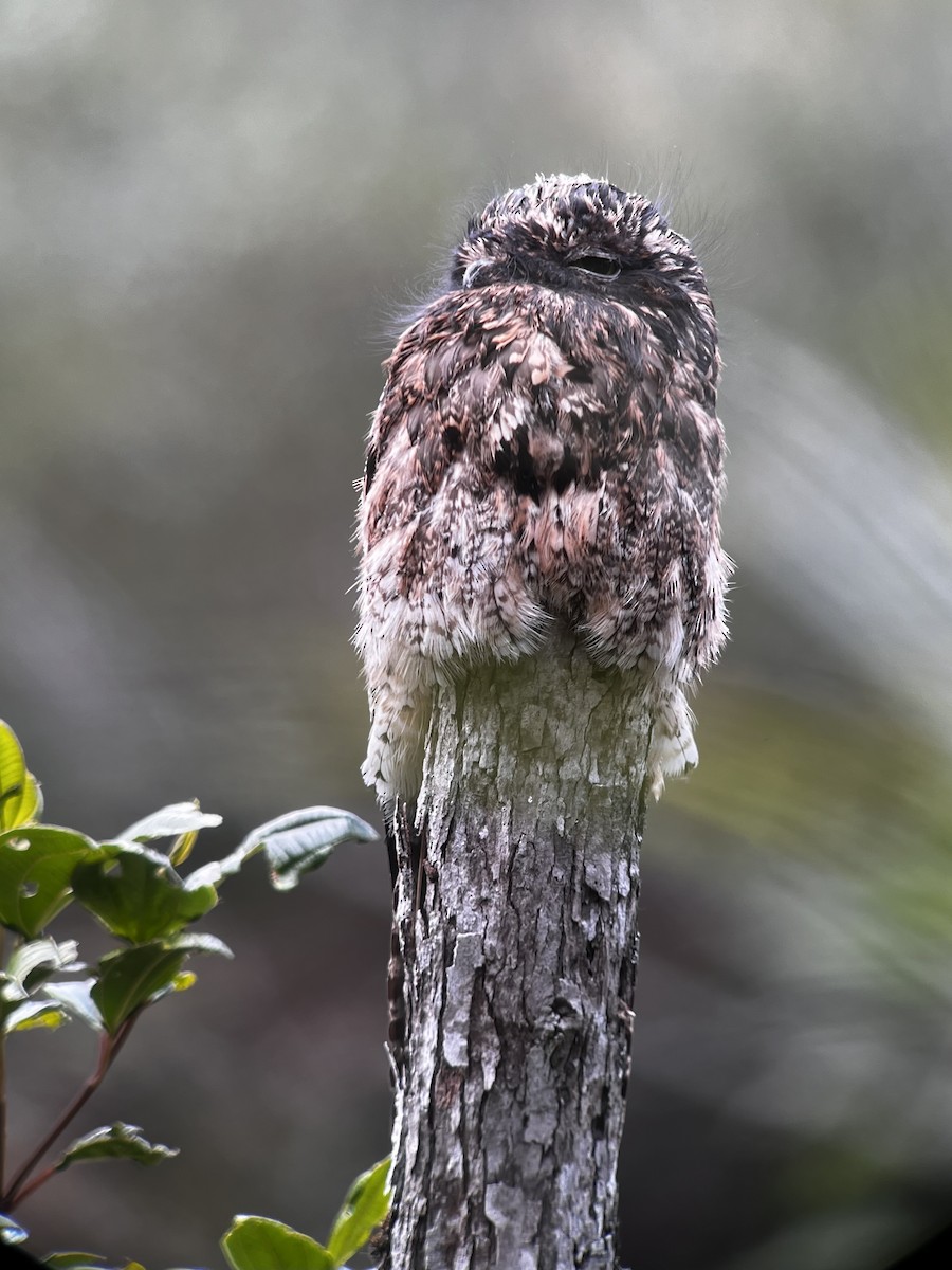 Andean Potoo - ML615191932