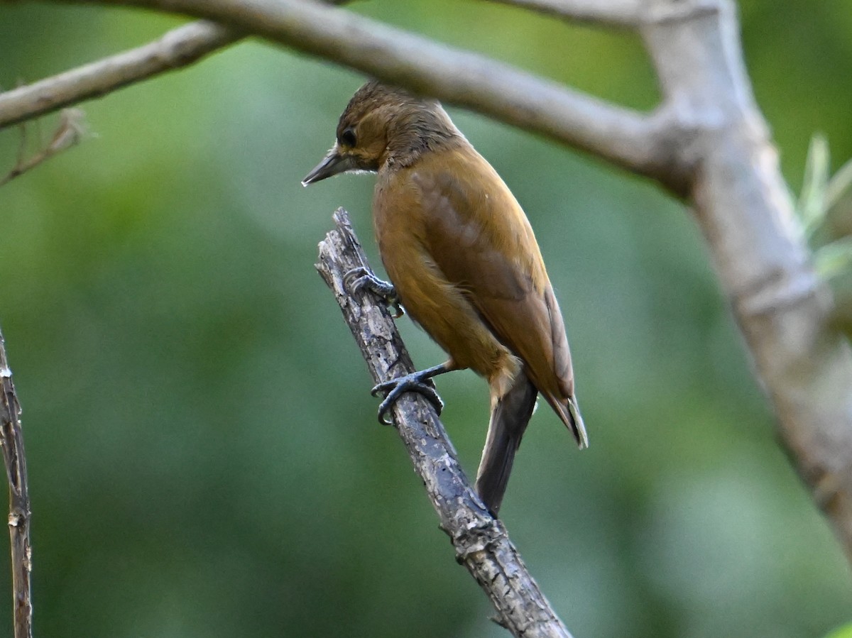 Smoky-brown Woodpecker - ML615191956